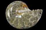 Polished, Agatized Ammonite (Phylloceras?) - Madagascar #149217-1